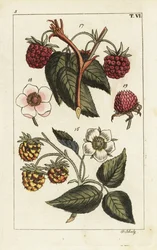 Variétés de framboise