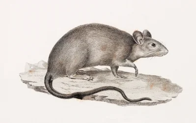 Rat d