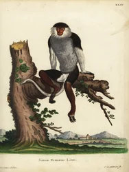 Douc à pattes rouges, Pygathrix nemaeus. En danger. Simia nemaeus Linn. Illustration d