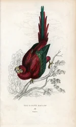 Ara rouge ou Macau Ara. Psittacus macao. Lithographie de Joseph Kidd, d