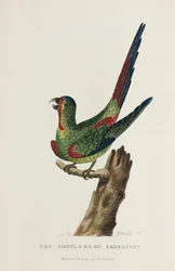 Perruche à épaulettes rouges, Australie, vers 1788