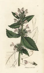 Galeopsis tétrahit (Ortie rouge)
