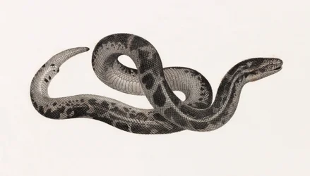 Reptiles : un serpent de Thébaïde
