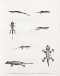 Reptiles : lézards et geckos