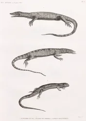 Reptiles : Tupinambis du Nil