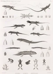 Reptiles : série d