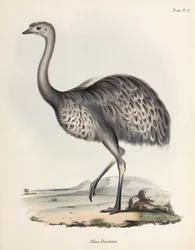Rhéa, Amérique du Sud, vers 1832-1836