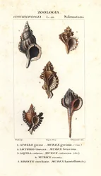 Escargots de roche du "Dictionnaire des sciences naturelles" de Jussieu, Florence, Italie