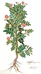 Églantier