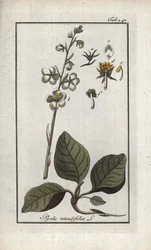 Pyrole à feuilles rondes (Pyrola rotundifolia). Lithographie de « Afbeelding der Artseny-Gewassen » par Johannes Zorn (1739-1799), Pays-Bas