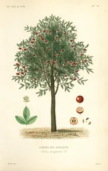 Sorbier des oiseleurs, Sorbus aucuparia