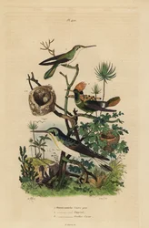 Ariane à ventre gris, Amazilia tzacatl, coquette huppe-col, Lophornis ornatus, et colibri aux oreilles d