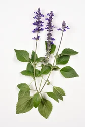 Salvia longispicata (s) farinacea/Big Blue/Sauge hybride