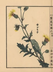Sanhichisou ou passion pourpre japonaise, Gynura japonica