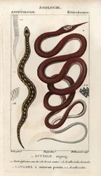 Vipère à écailles de scie, scytale zigzag, Echis carinatus, et serpent à nez de feuille de Madagascar, langaha à museau pointu, Langaha madagascariensis