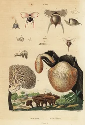 Escargots de mer, Diacavolinia limbata et Diacria trispinosa, et champignons Hydnum, hydne sinué, Hydnum repandum, hydne coralloïde, Hericium coralloides, etc.