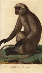 Semnopithèque entelle - Langur gris ou langur d