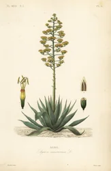Agave, Agave americana