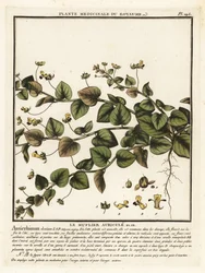 Cynoglosse des champs, Kickxia elatine