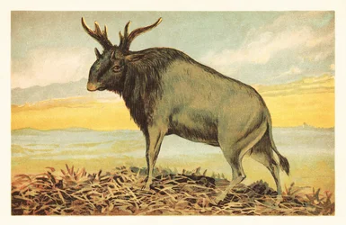 La bête de Shiva, Sivatherium giganteum. 1908