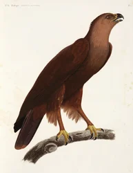 Aigle criard, Égypte