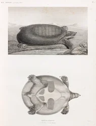 Vue latérale et inférieure d