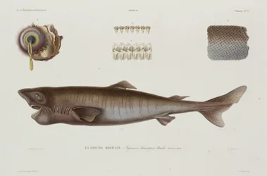 Requin dormeur, Islande, début du 19e siècle