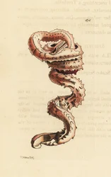 Coquille de ver fendu, Tenagodus anguinus (Serpula muricata)