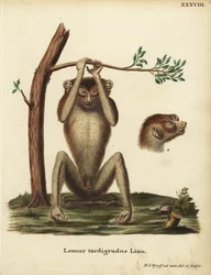 Lémur lent ou loris mince rouge, Loris tardigradus. En danger. Lemur tardigradus Linn. Illustration d