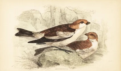 Bruant des neiges, Plectrophenax nivalis. 1889 (gravure)