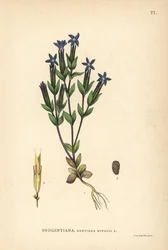 Gentiane des neiges, Gentiana nivalis