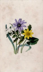 Perce-neige, anémone bleue et petite chélidoine. Lithographie par Louisa Anne Twamley (1812-1895) dans Our Wild Flower, Charles Tilt, Londres, Angleterre
