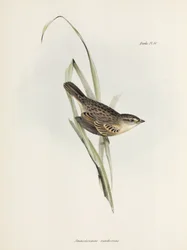 Moineau ou pinson, vers 1832-1836