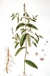 Menthe verte