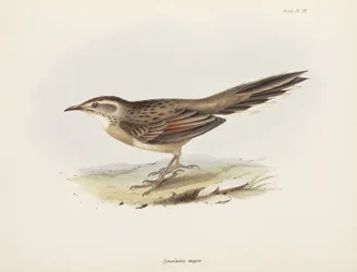Spinetail, Amérique du Sud, vers 1832-1836