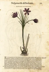 Crocus de printemps, Crocus vernus