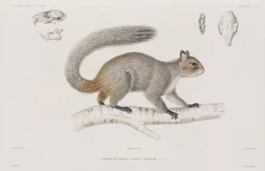 Écureuil