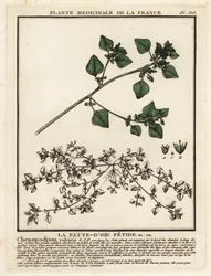 Chénopode fétide, Chenopodium vulvaria