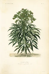 Hellébore fétide