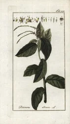 Verveine puante ou liane à ail (Petiveria alliacea)