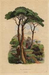 Pin parasol, Pinus pinea, Pin