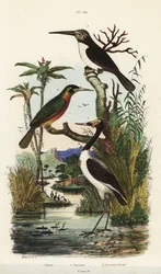 Cigogne, Jabiru mycteria, jacamar à queue rousse, Galbula ruficauda et jacamar à trois doigts, Jacamaralcyon tridactyla