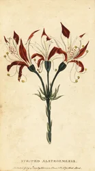 Alstroemeria rayée, Alstroemeria ligtu, 1800