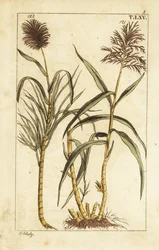 Canne à sucre, Saccharum officinarum