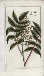 Sumac des corroyeurs ou des voyageurs (Rhus coriaria)