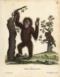 Orang-outan de Sumatra, Pongo abelii