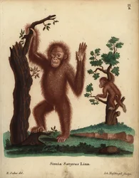 Orang-outan de Sumatra, Pongo abelii. En danger critique. Simia satyrus Linn. Illustration d