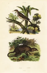 Souimanga et suricate (gravure)