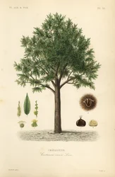 Châtaignier, Castanea sativa