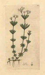 Gaillet odorant, Galium odoratum (Aspérule odorante)